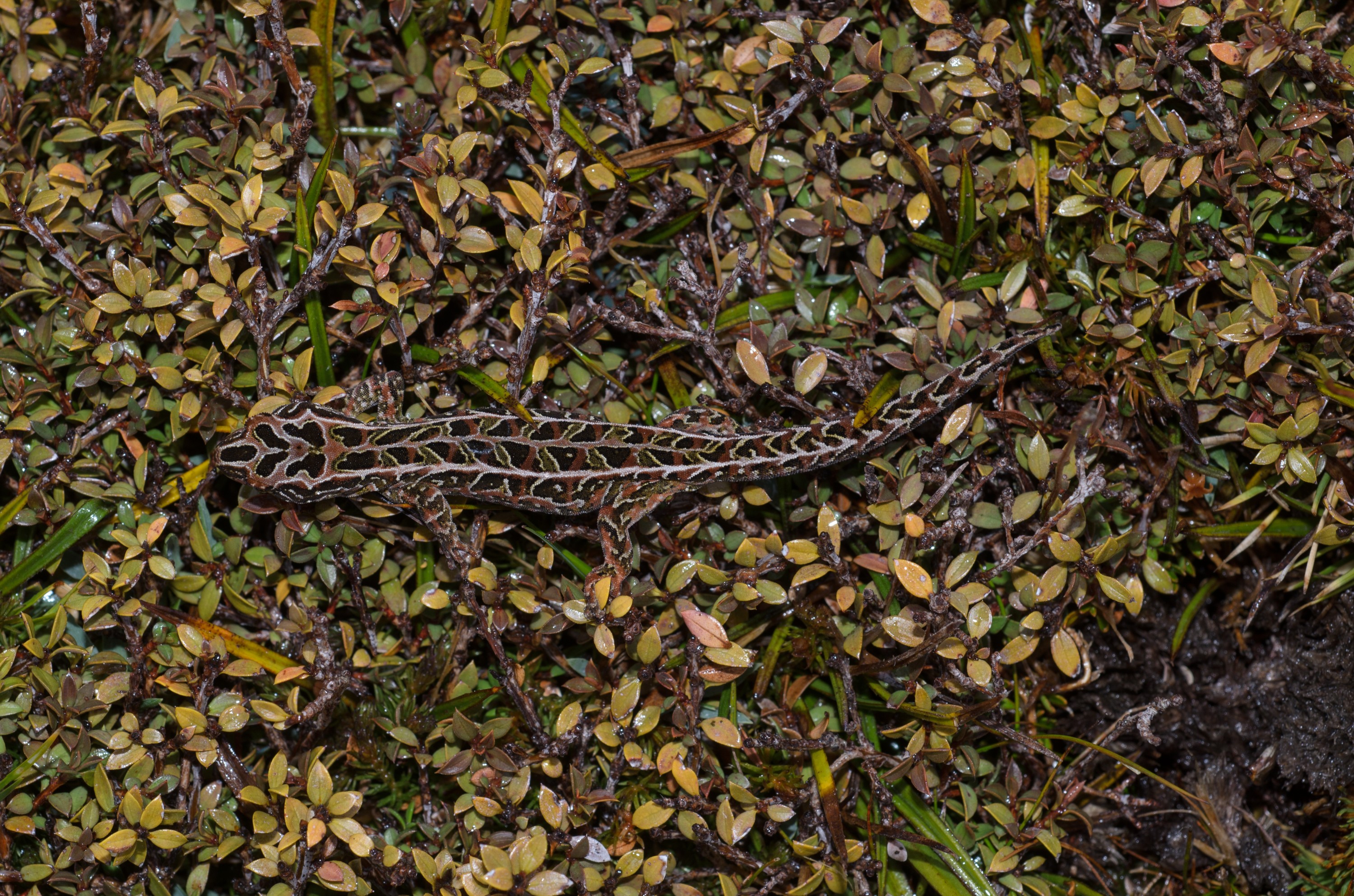 DSC_2982 – Adventure, Crispin, Hoplodactylus, Island, March 2017, National Park, New, New Zealand, Rakiura, South, Stewart, Tukutuku rakiurae, Zealand, amazing, gecko, harlequin gecko, rare, stunning